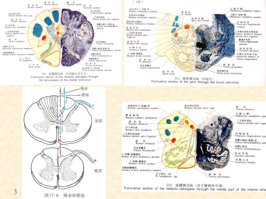 神经系统传导通路PPT课件_第3页