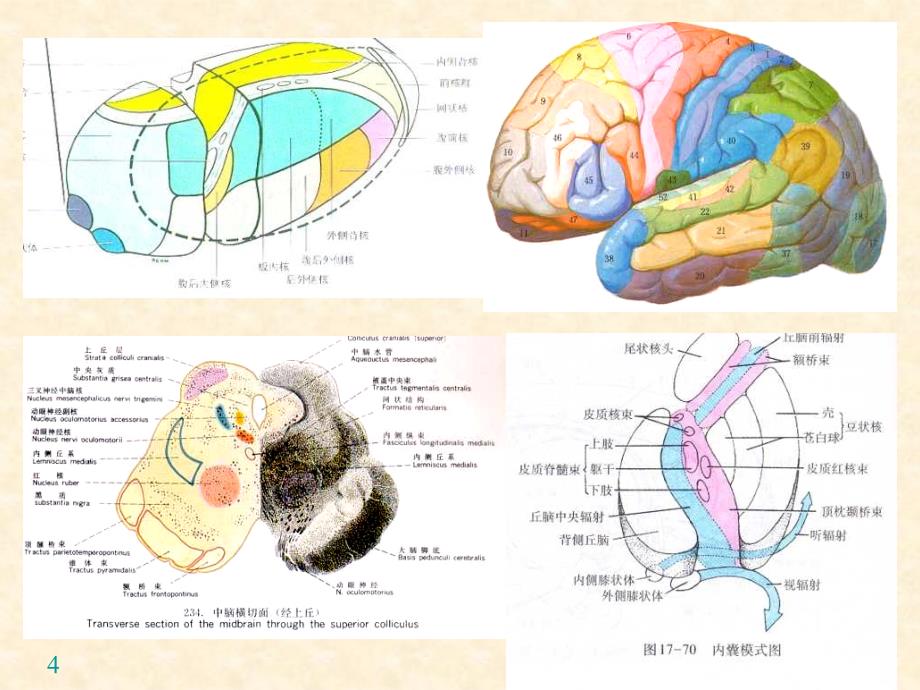 神经系统传导通路PPT课件_第4页