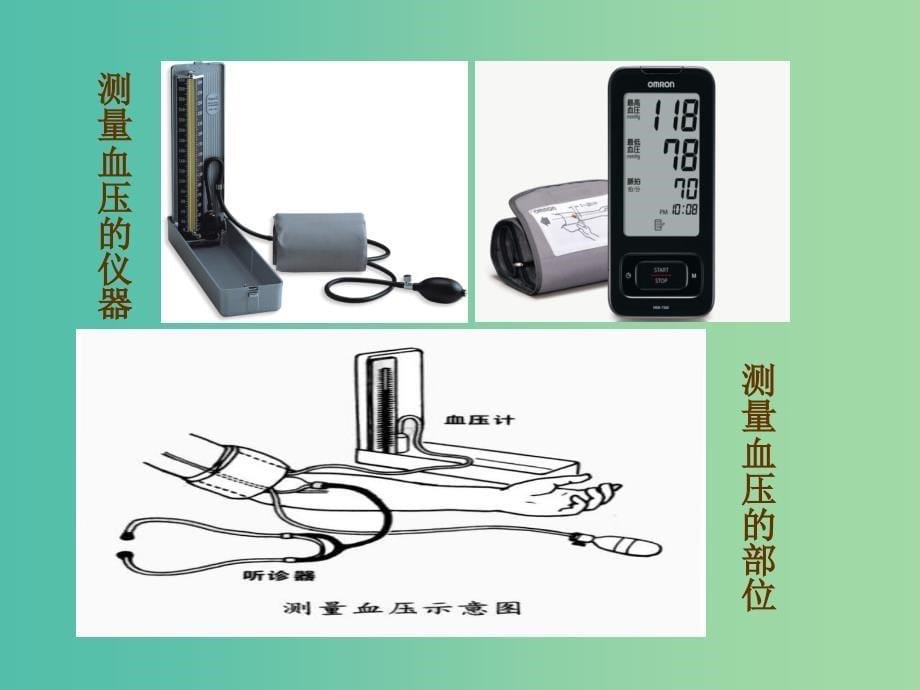 七年级生物下册 3.3.3 物质运输的途径课件（2）（新版）济南版.ppt_第5页