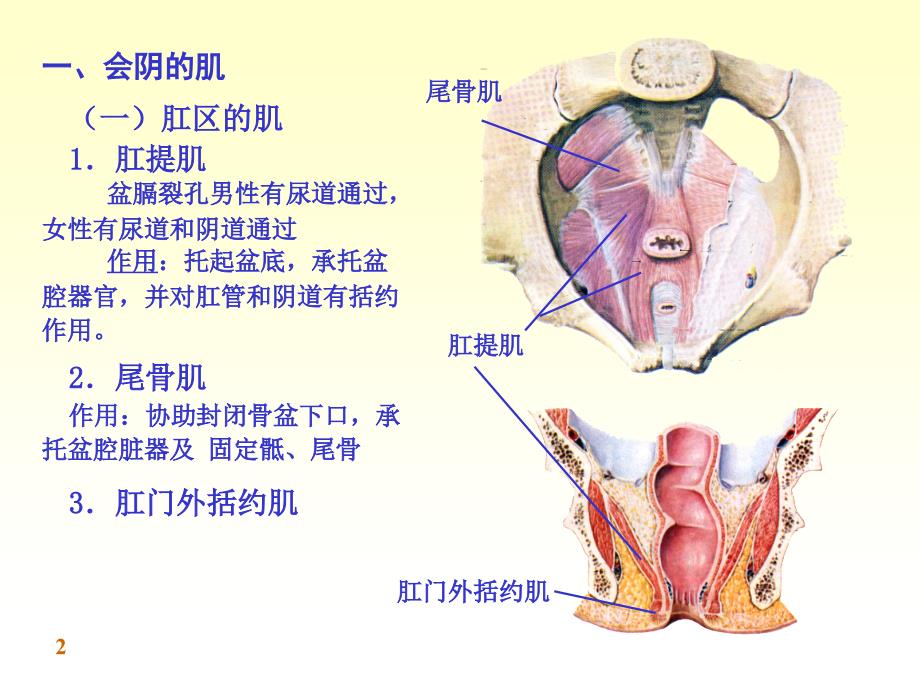 《系统解剖学》第七版教学课件：附：会阴_第2页