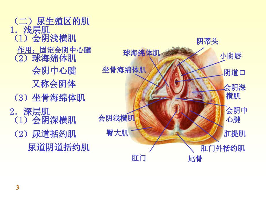 《系统解剖学》第七版教学课件：附：会阴_第3页