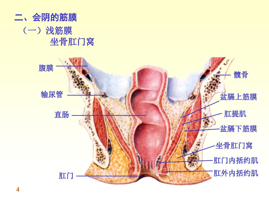 《系统解剖学》第七版教学课件：附：会阴_第4页