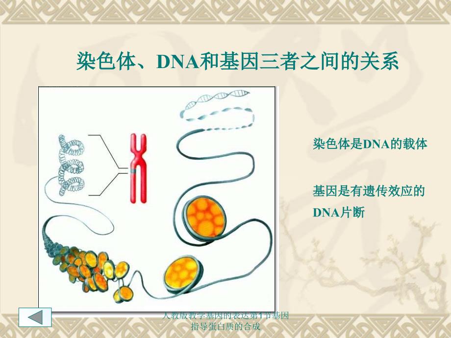 人教版教学基因的表达第1节基因指导蛋白质的合成课件_第3页