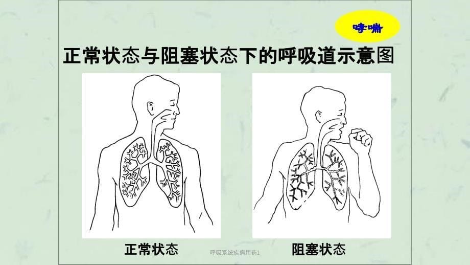 呼吸系统疾病用药1课件_第5页