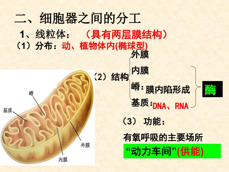 生物课件——第二节 细胞器系统内的分工合作 授课课件_第4页