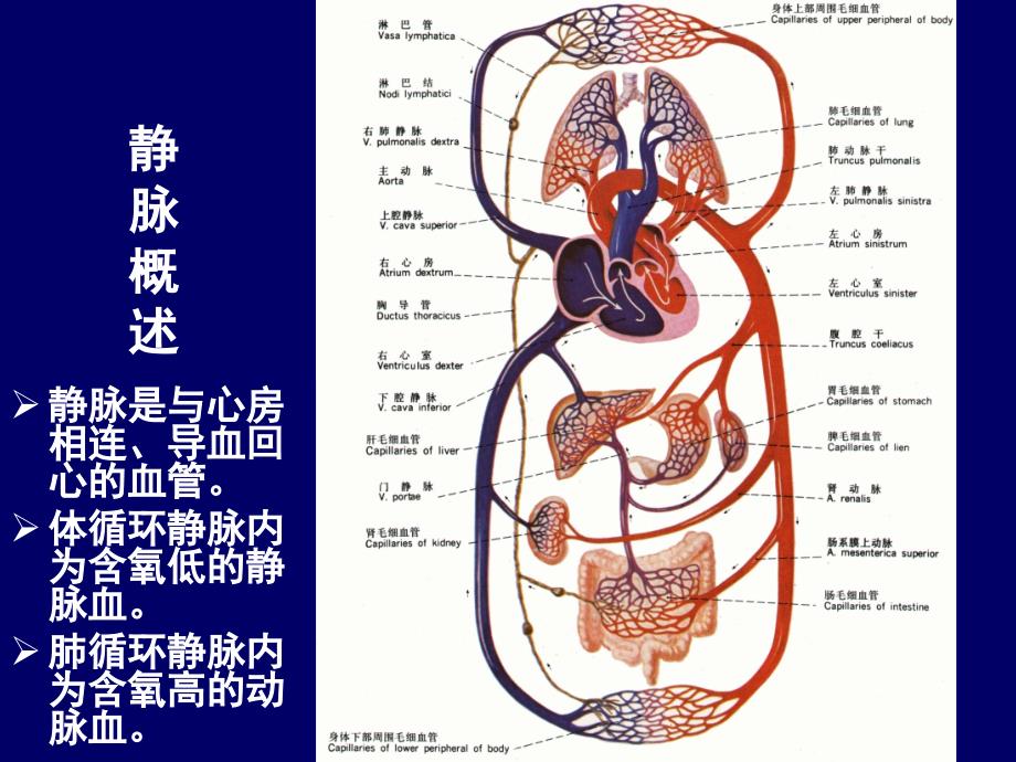 系统解剖学：8 静脉、淋巴_第2页