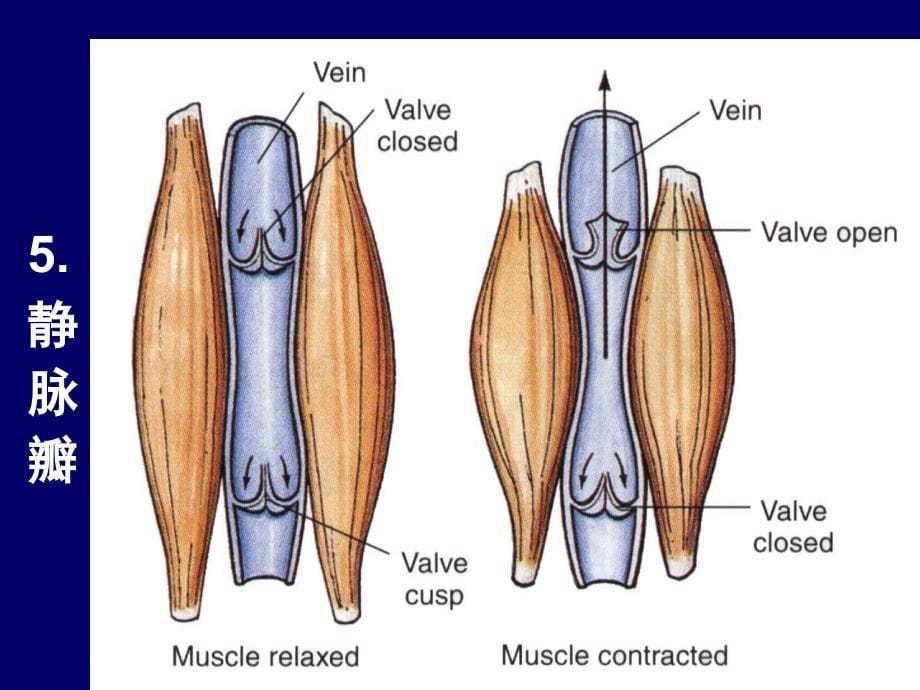 系统解剖学：8 静脉、淋巴_第5页