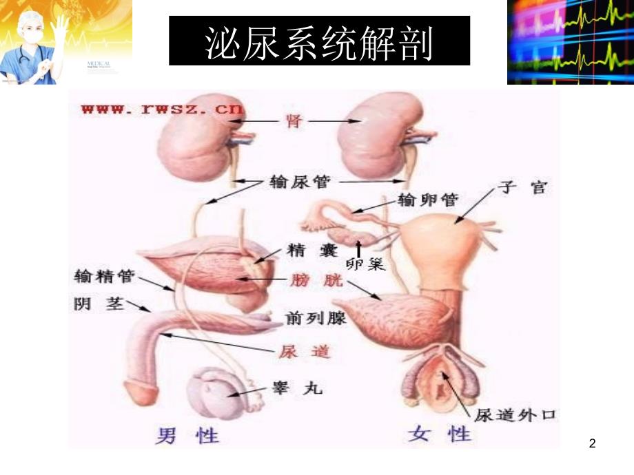 泌尿外科微创手术常规配合_第2页