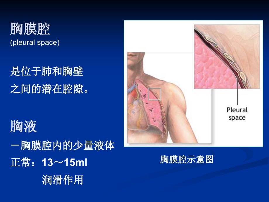 《胸腔积液科室讲课》PPT课件_第2页