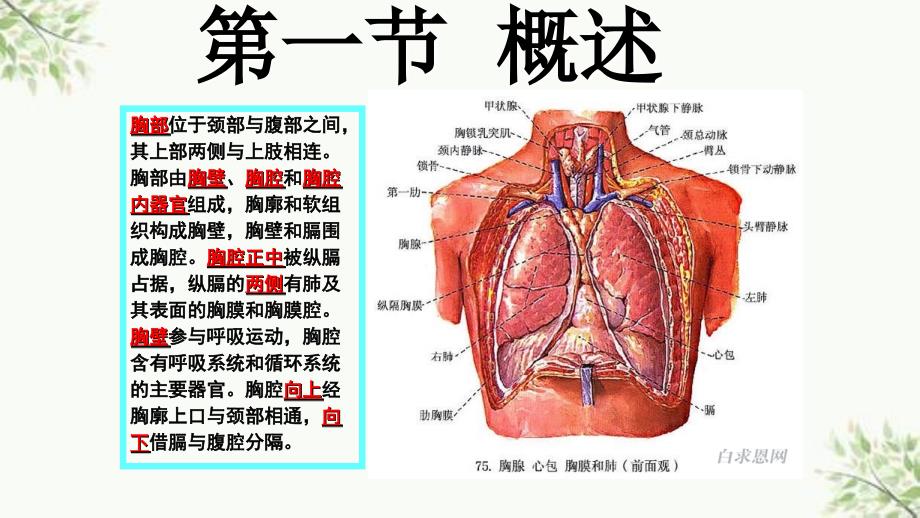 胸部断层解剖第一节概述最终ppt课件_第4页