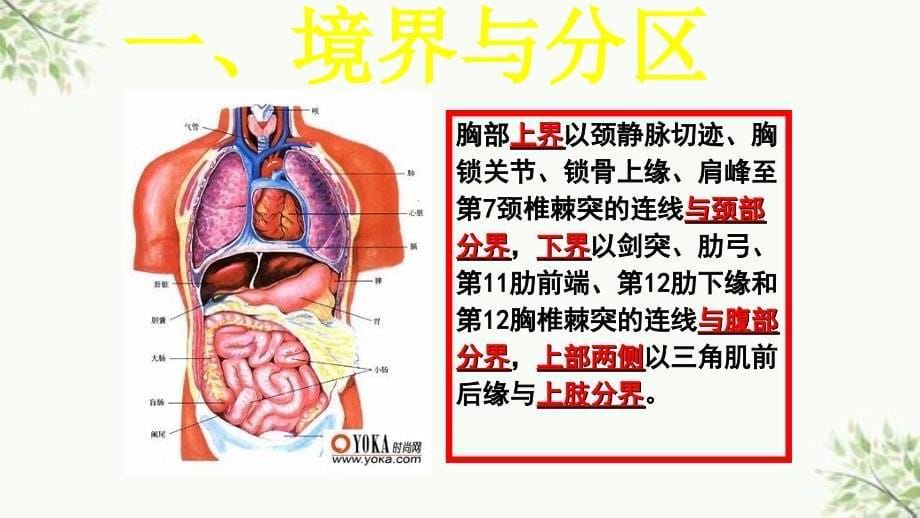 胸部断层解剖第一节概述最终ppt课件_第5页