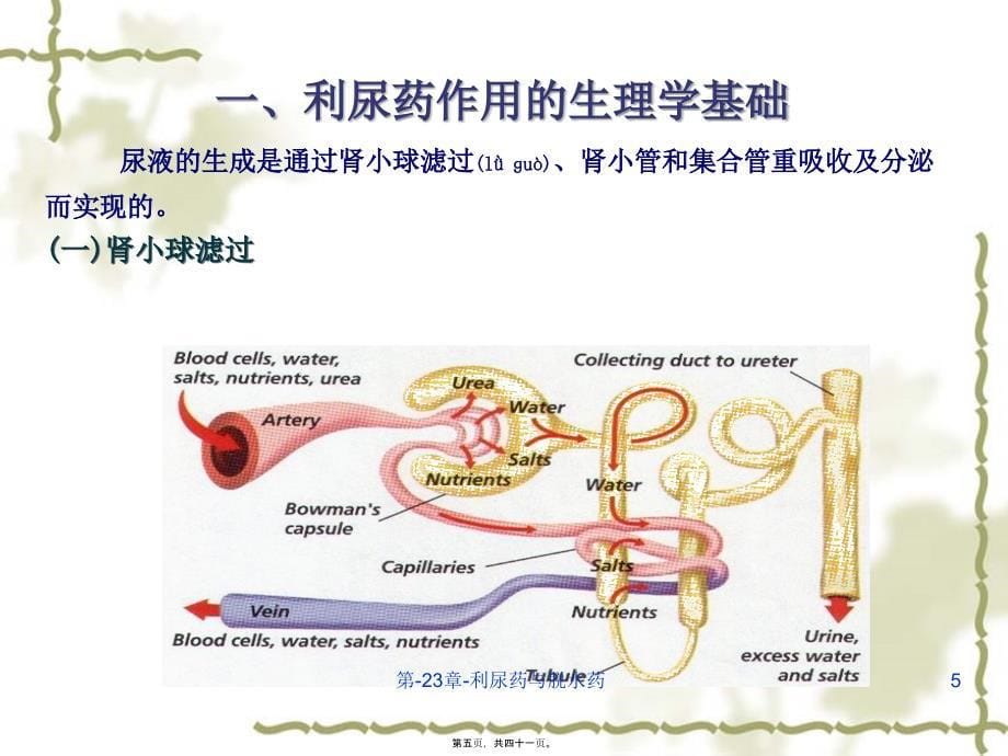 第23章利尿药与脱水药课件_第5页