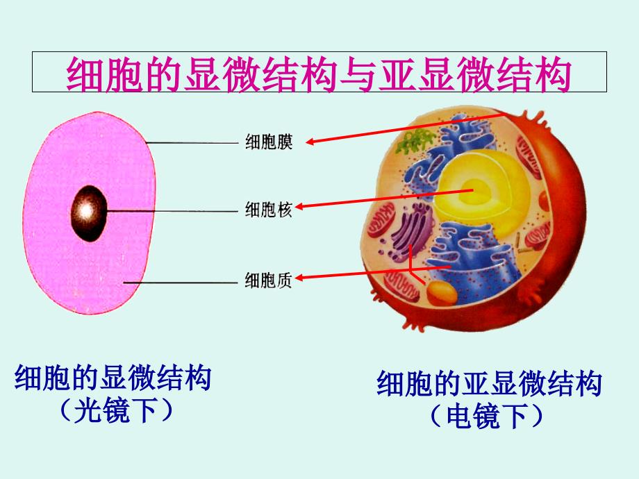 细胞器与胞质溶胶_第2页