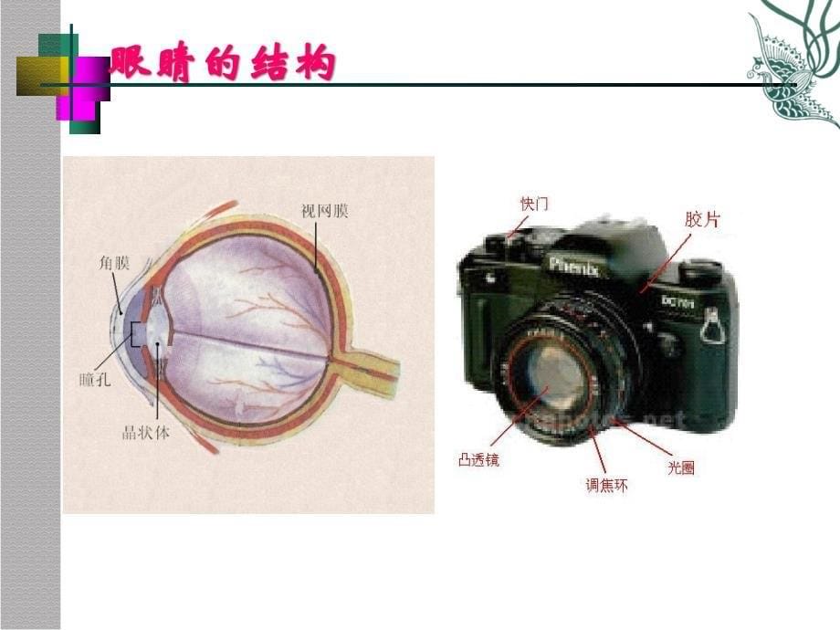 苏科版4.4照相机与眼睛视力矫正_第5页