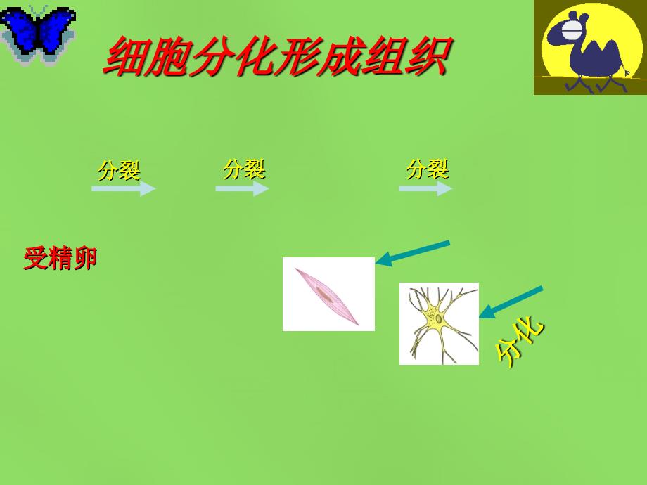 人教初中生物七上《第2单元 第2章 第2节 动物体的结构层次》PPT课件 (10)_第3页