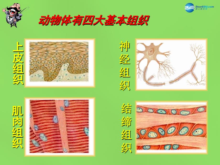 人教初中生物七上《第2单元 第2章 第2节 动物体的结构层次》PPT课件 (10)_第4页