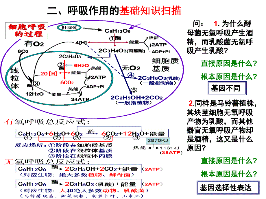 高考二轮复习光合作用与呼吸作用专题课件_第4页