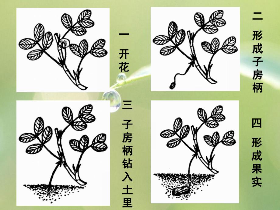 人教版语文五上花生ppt课件4_第4页