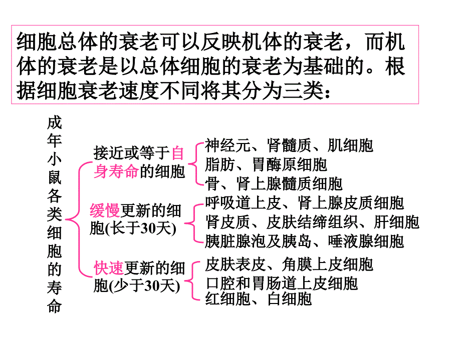 生物4.2细胞衰老细胞分化中图版必修1课件_第2页