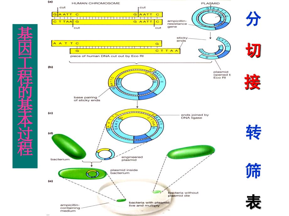 酶切回收连接_第1页