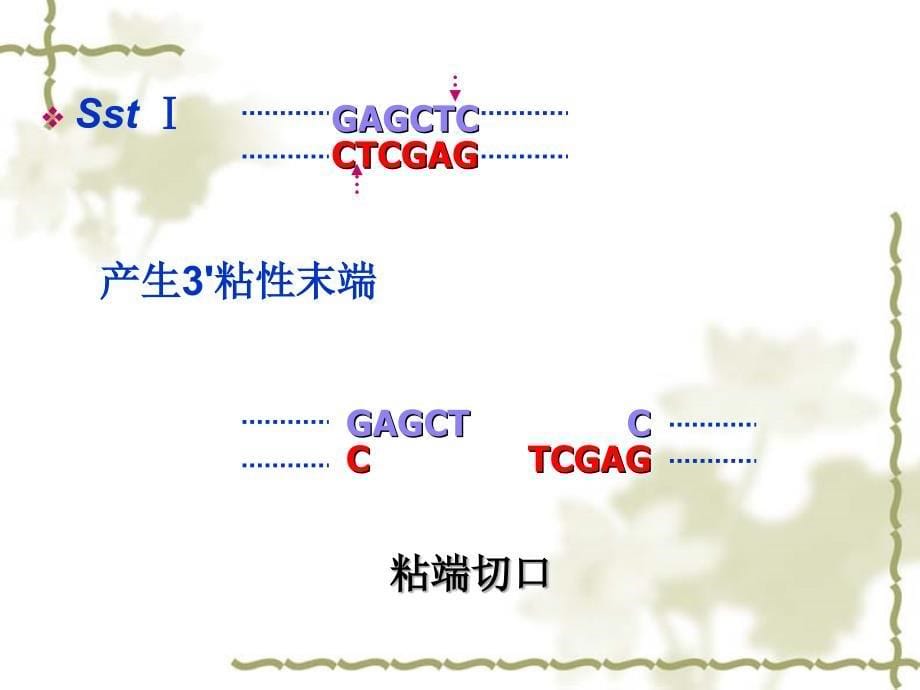 酶切回收连接_第5页