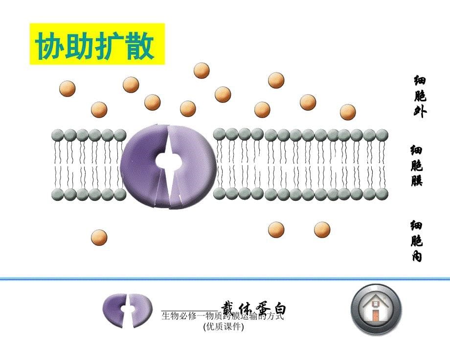 生物必修一物质跨膜运输的方式优质课件_第5页