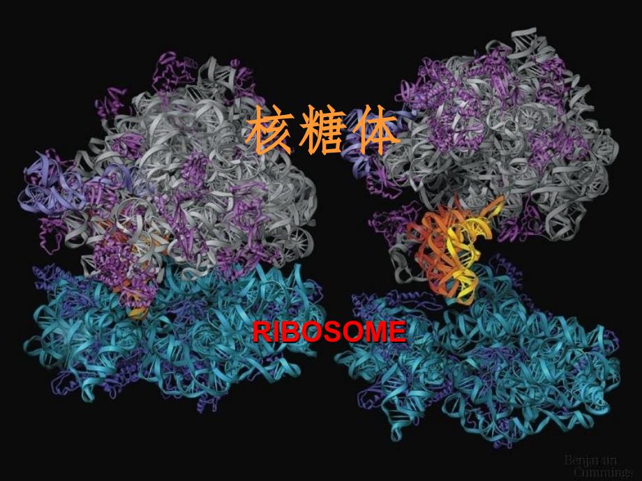 核糖体ribosomePPT课件_第1页