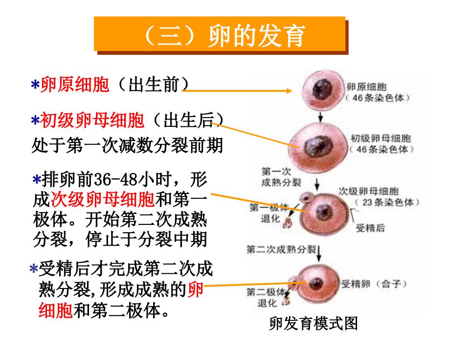 卵巢排卵与生殖PPT课件_第2页