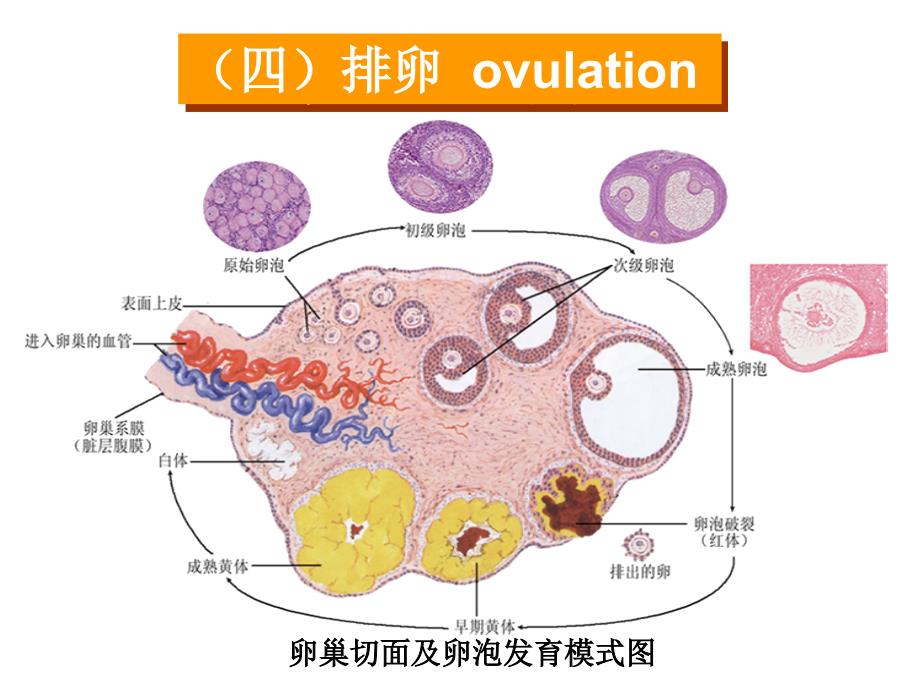 卵巢排卵与生殖PPT课件_第3页