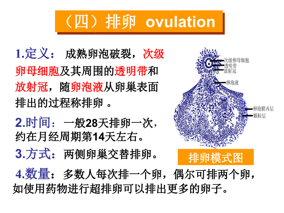 卵巢排卵与生殖PPT课件_第4页