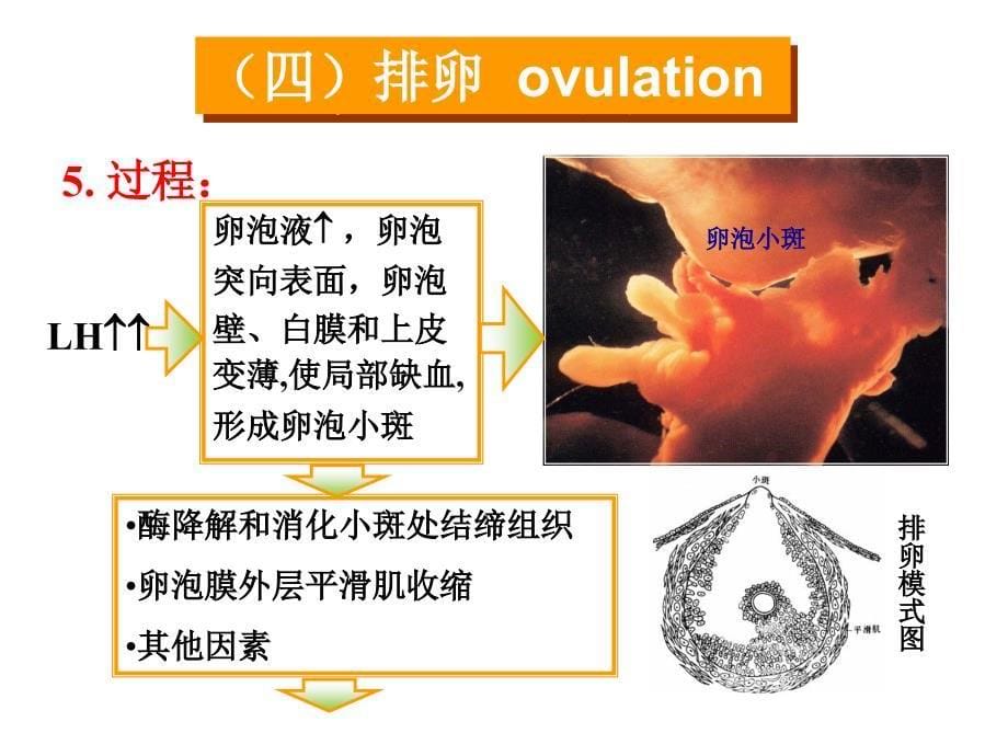 卵巢排卵与生殖PPT课件_第5页