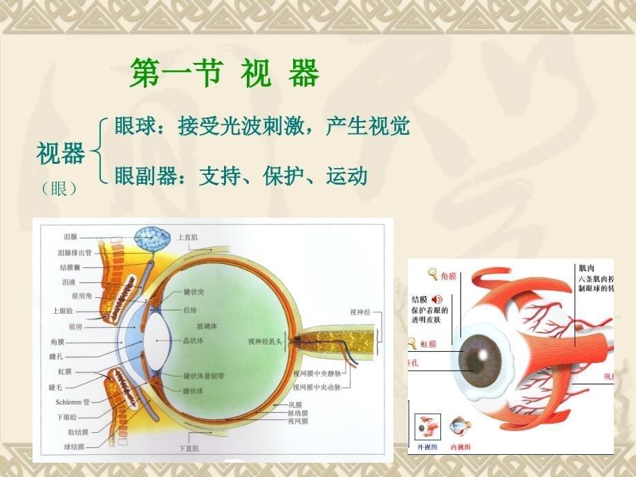 感觉器ppt课件_第5页