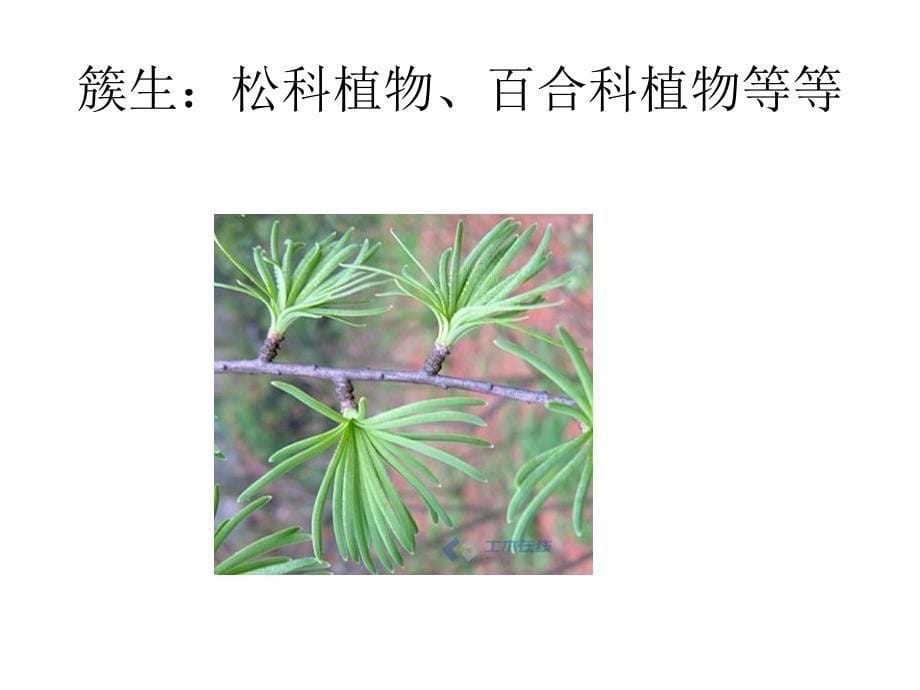 园林植物相关术语——叶课件_第5页