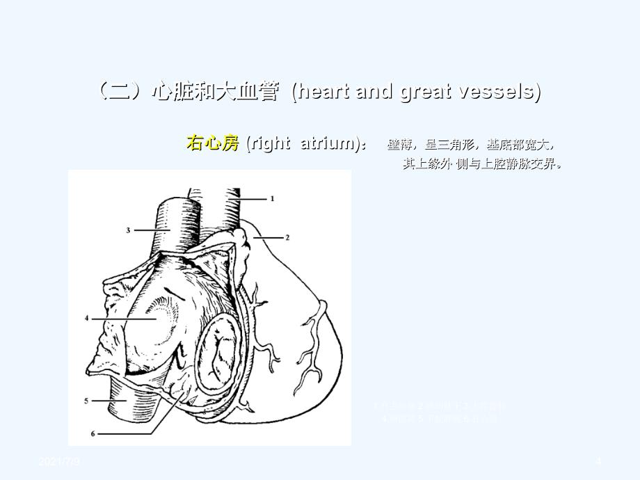 心脏彩超(86页）教学课件_第4页