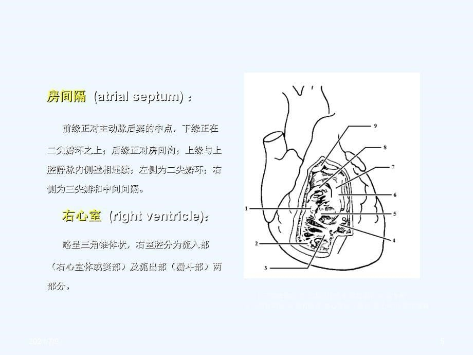 心脏彩超(86页）教学课件_第5页