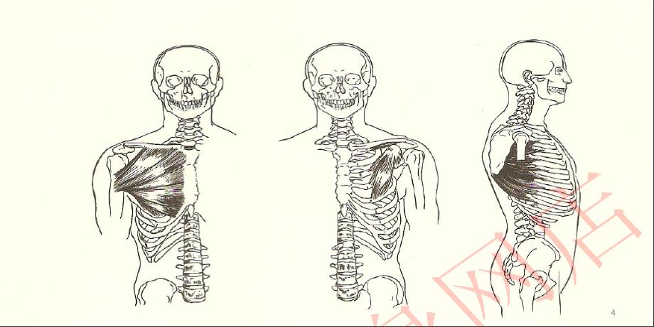 滇池学院体适能阻力训练技巧文档资料_第4页