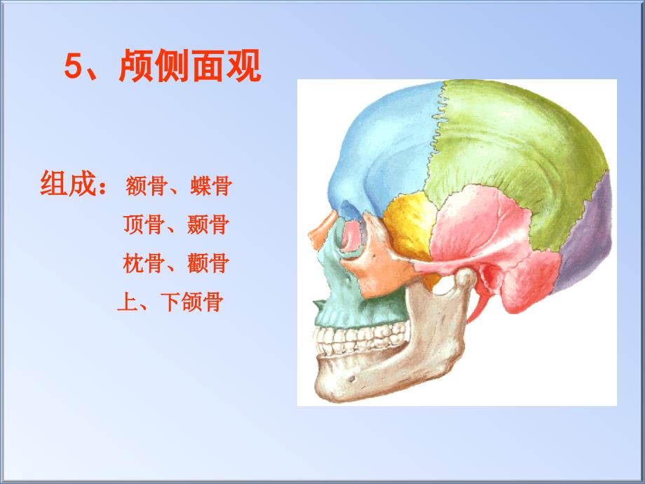 颅的前面和侧面观_第3页