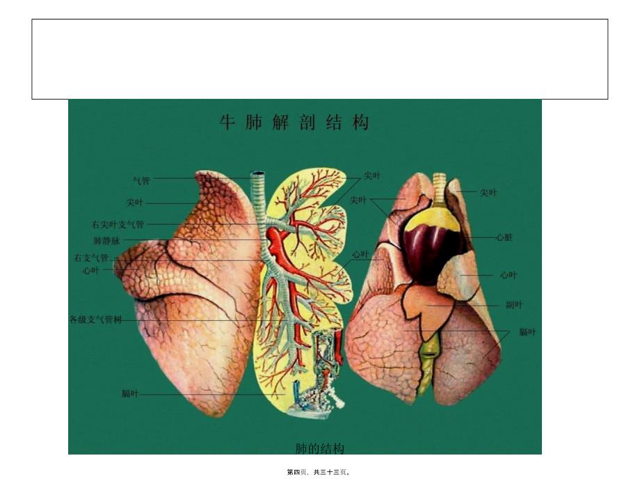 肺的结构课件_第4页