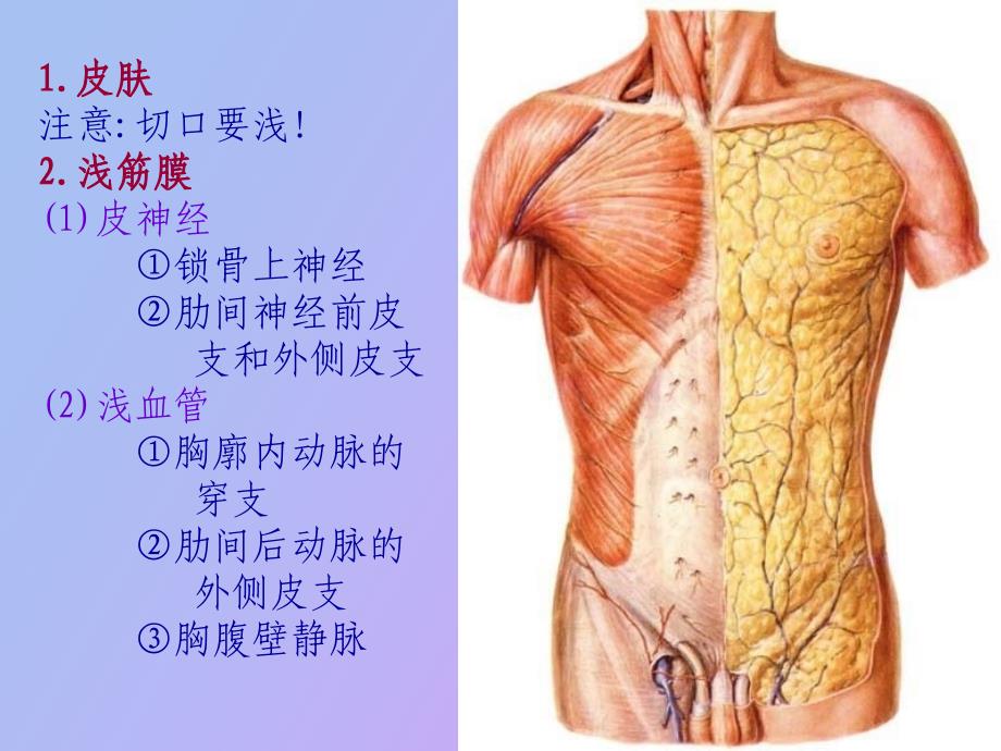 胸前区、自由上肢浅层、腋窝_第3页