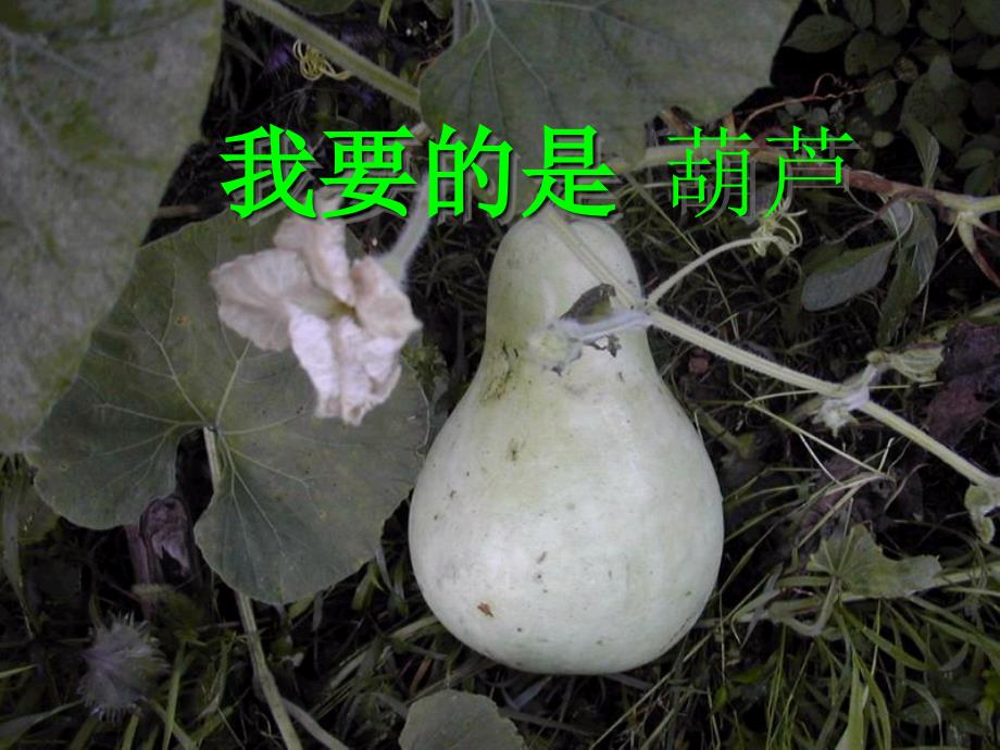 我要的是葫芦课件扩展_第1页