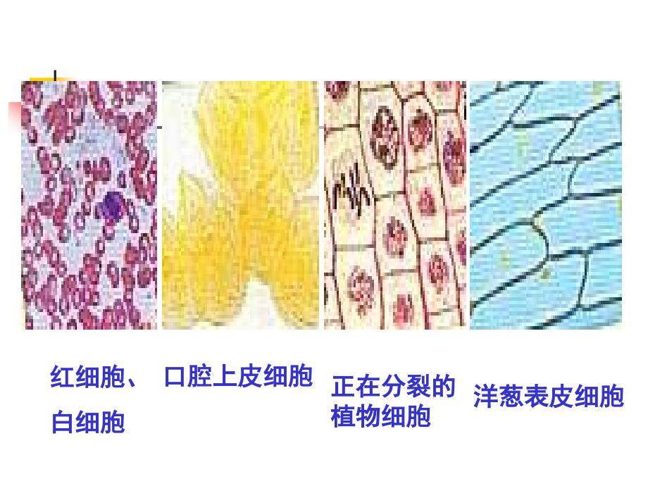 细胞的多样性和统一性（一）显微镜的使用_第2页