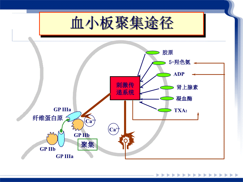 血小板聚集功能测定及临床意义课件.ppt_第2页