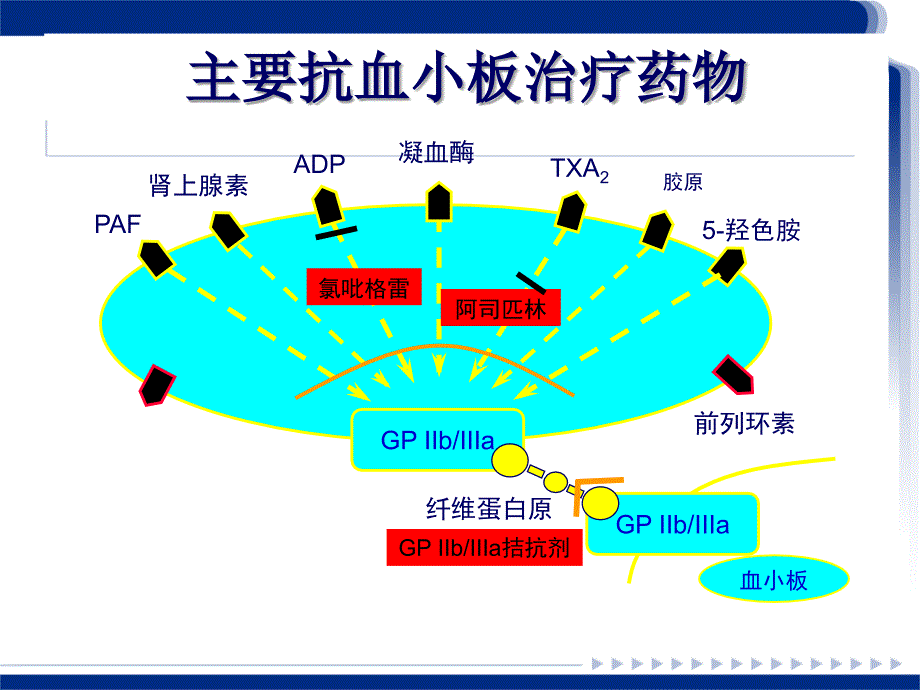 血小板聚集功能测定及临床意义课件.ppt_第4页