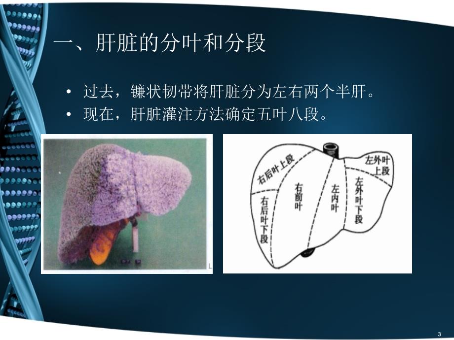 CT肝脏分段及读片基础ppt课件_第3页