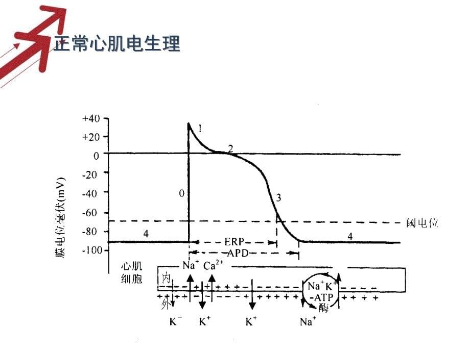 抗心律失常药使用原则课件_第5页