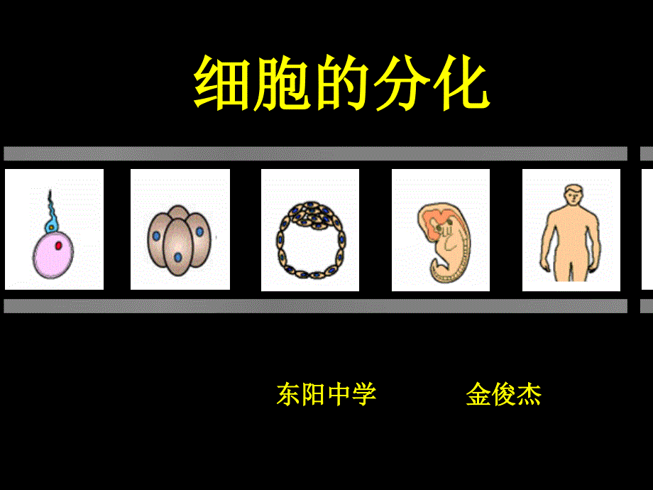 细胞增殖 东阳中学 金俊杰细胞分化（金俊杰）_第1页