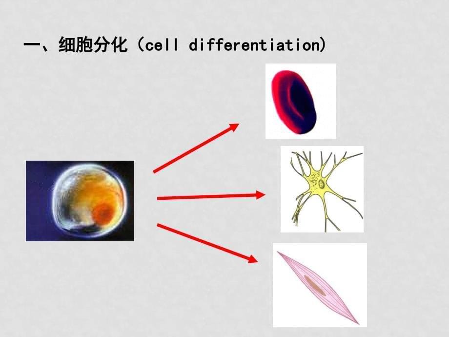 细胞增殖 东阳中学 金俊杰细胞分化（金俊杰）_第5页