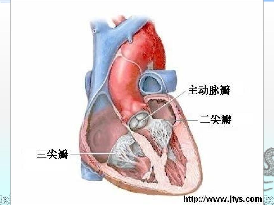 典型先心病_第4页