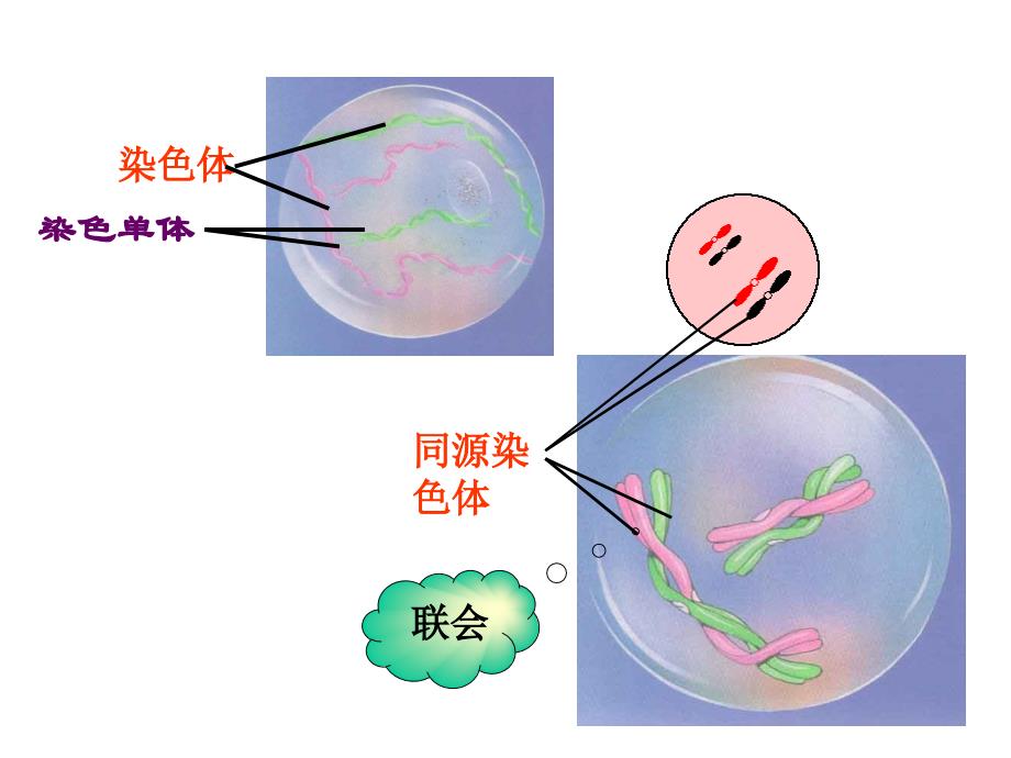 苏教版高中生物课件减数分裂中的染色体行为_第4页