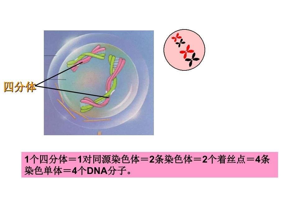 苏教版高中生物课件减数分裂中的染色体行为_第5页